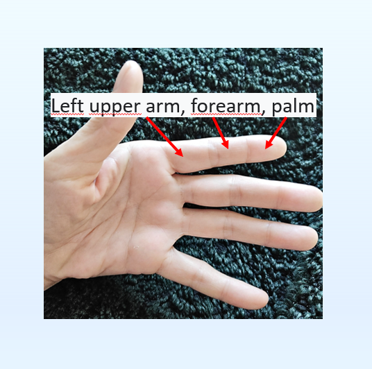 Su Jok Scheme on the Palm: Left Arm Area