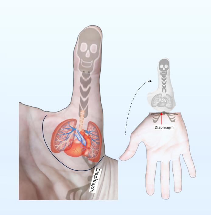 Su Jok Scheme on Palm: Thumb Area