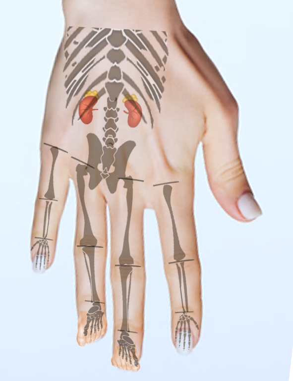 Su Jok Scheme on the Palm (Upper Part of the Palm)